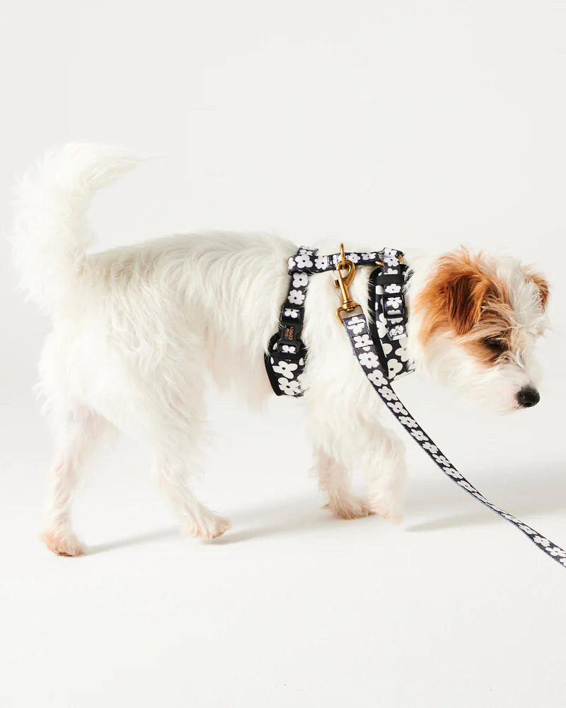 Dog Harness - Flower Face | Kip & Co