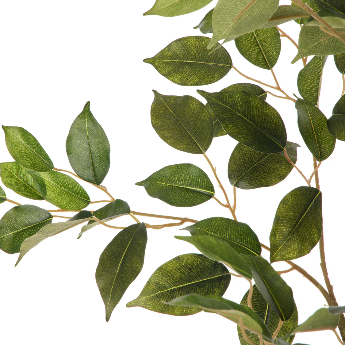 Ficus Spray Green | Rogue