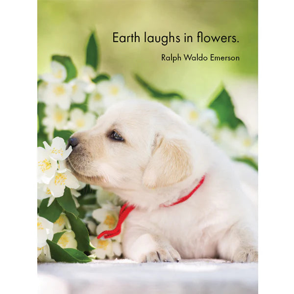 Live Love Bark - Affirmation Cards | Affirmations