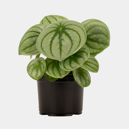 Peperomia Watermelon 14cm Pot Plant