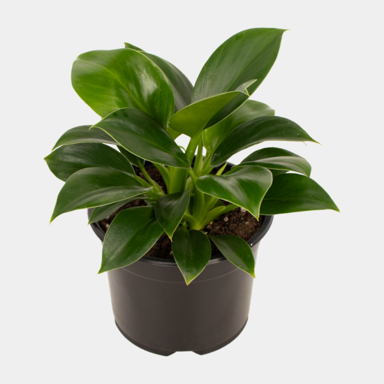 Philodendron Green Princess 14cm Pot Plant