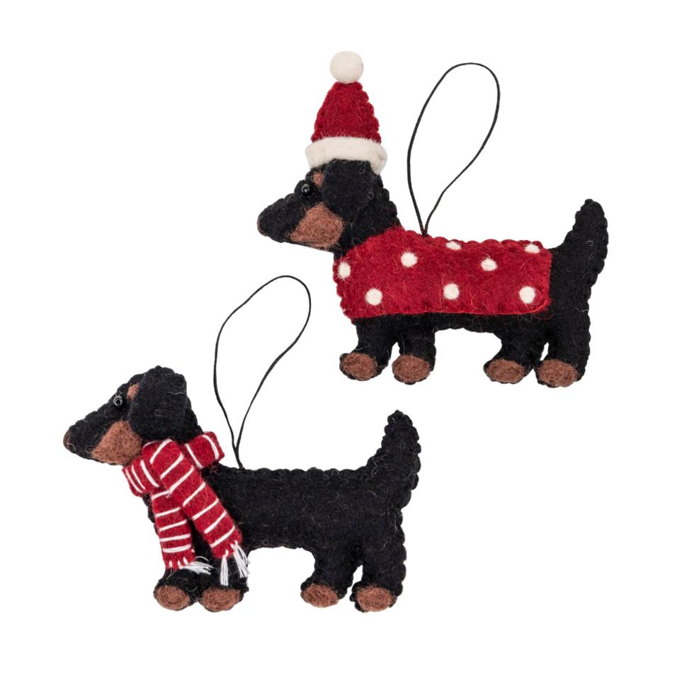 Black Dachshund with Coat | Pashom