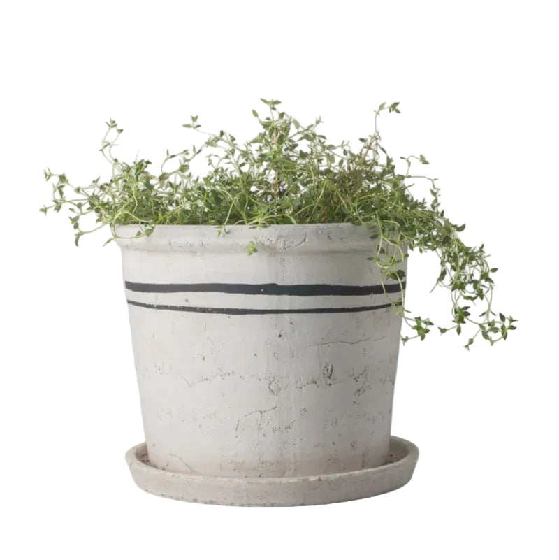 Lisbon Herb Pot - Large | French Country