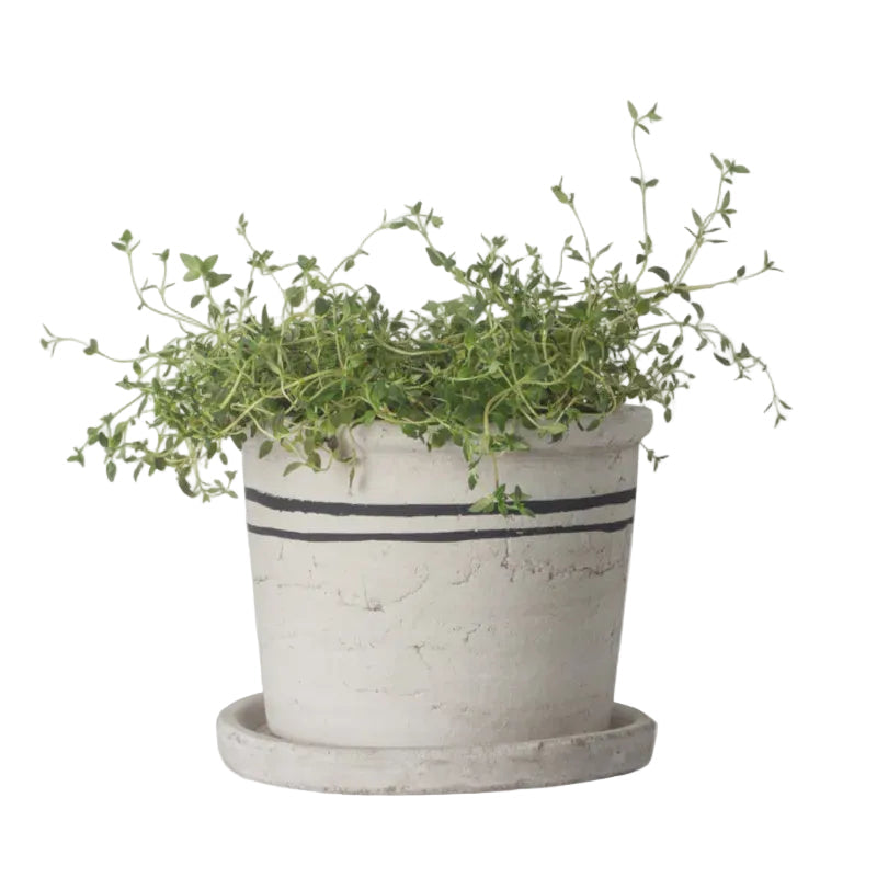 Lisbon Herb Pot - Medium | French Country