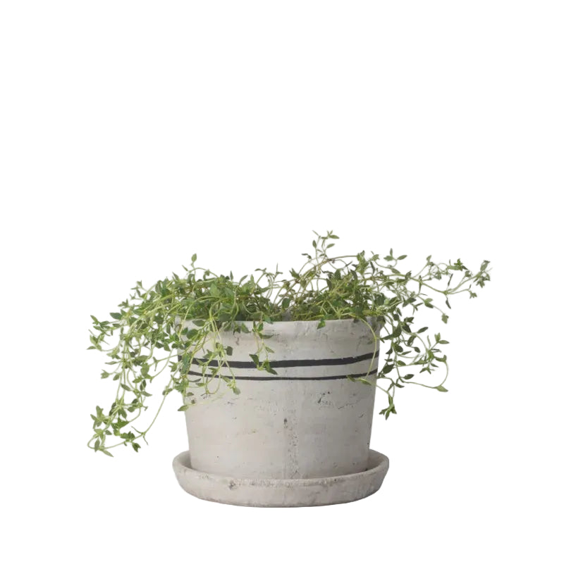 Lisbon Herb Pot - Small | French Country