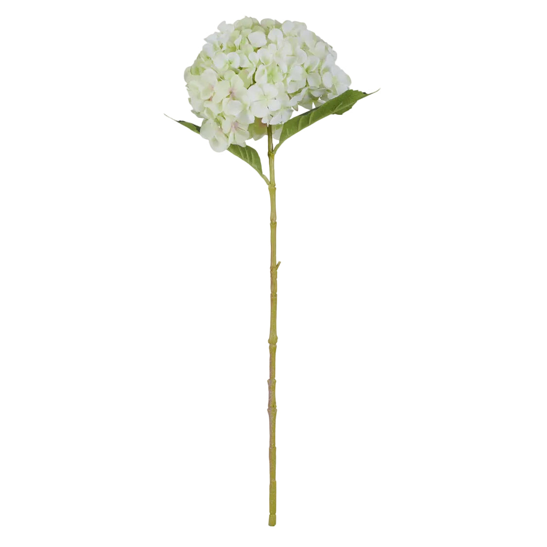 Hydrangea Stem Green | Rogue