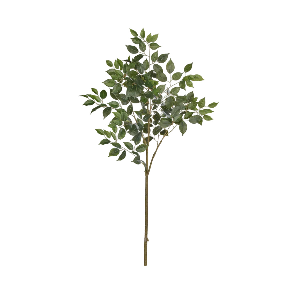 Ficus Spray Green | Rogue